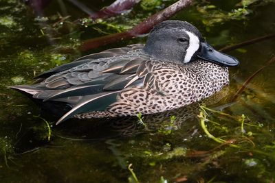 Male blue-winged teal