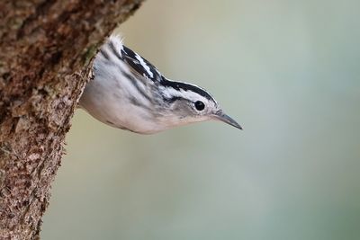 Black-and-white warbler on a cypress trunk