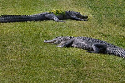 Two alligators sunning on the bank