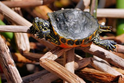 Baby cooter turtle