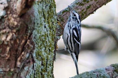 Black-and-white warbler