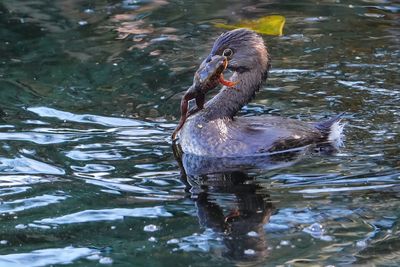 Pied-billed grebe with a frog