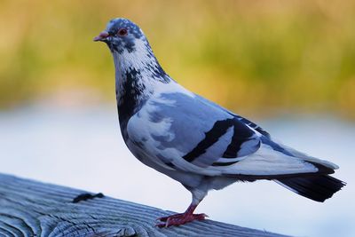 Lewie, the leucistic pigeon