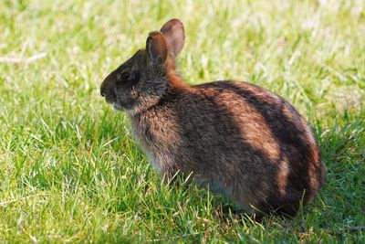 Marsh rabbit