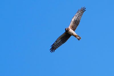 Female northern harrier