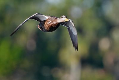 Mottled duck flying towards me