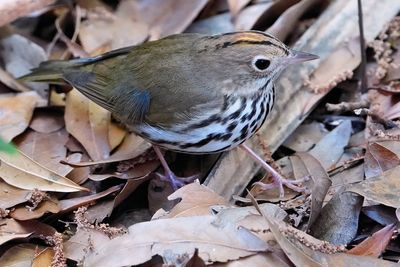 Ovenbird