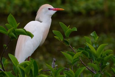 Cattle egret in mating plumage