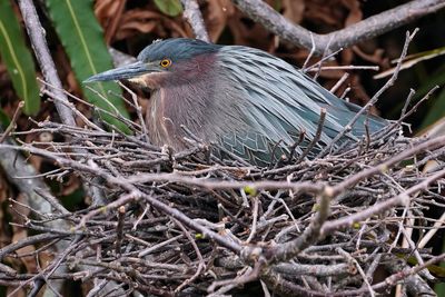 Green heron on its nest