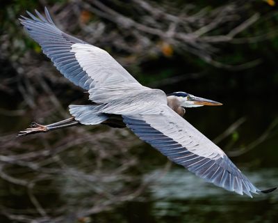 Great blue heron in flight