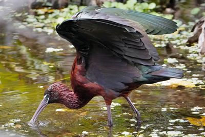 Glossy ibis