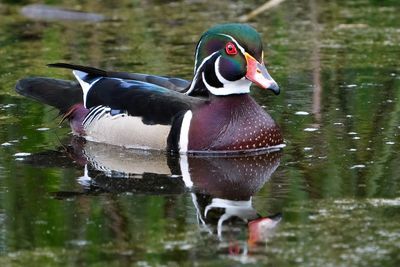 Wood duck - male