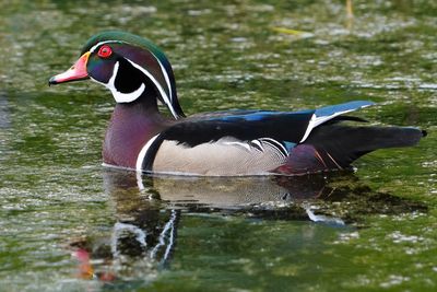 Wood duck - male