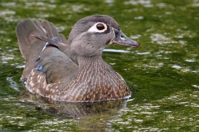 Wood duck - female