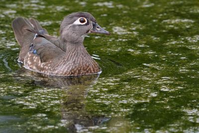 Wood duck - female