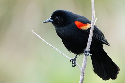 Male red-winged blackbird