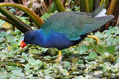 Purple gallinule