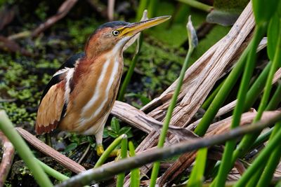 Male least bittern