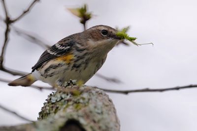 Yellow rumped warbler with grasshopper