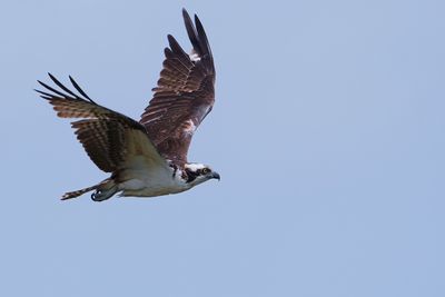 Osprey flying by