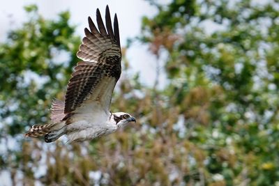 Osprey passing the trees