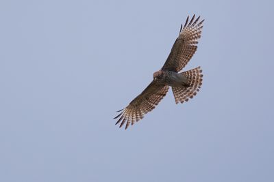 Red-shouldered hawk