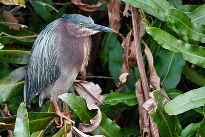 Green heron