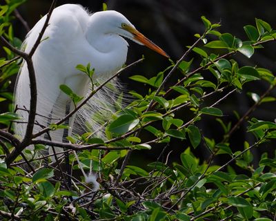 Great egret with new hatchling