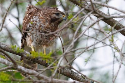 Red-shouldered hawk in the trees