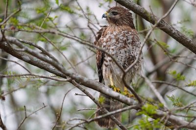 Red-shouldered hawk in the trees