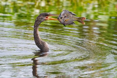 Anhinga with a speared fish