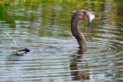 Anhinga ready to eat the fish