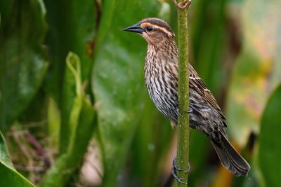 Female red-winged blackbird