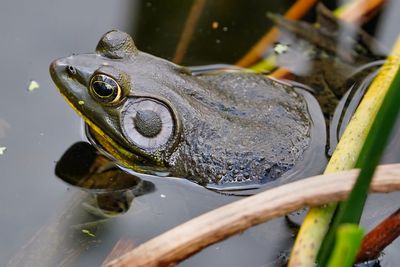 Pig frog