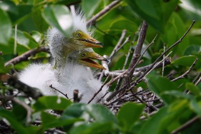 Great egret chicks