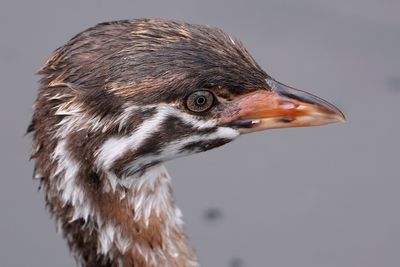 Pied-billed grebe chick really close up