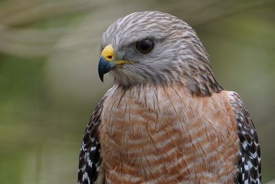 Male red-shouldered hawk really close up