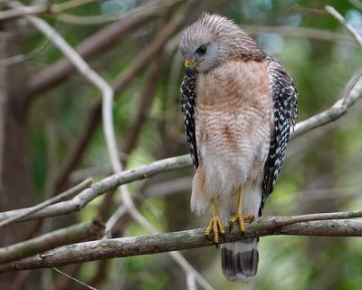 Male red-shouldered hawk