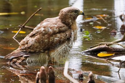 Female red-shouldered hawk bathing