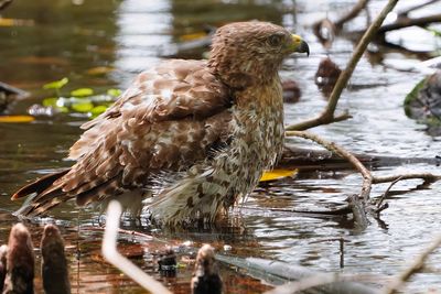 Female red-shouldered hawk bathing