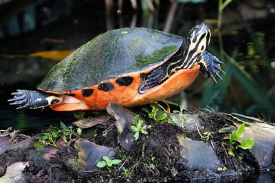 Florida red-bellied cooter