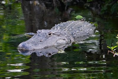 American alligator