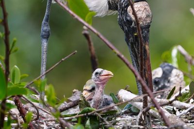 Wood stork chick and parent