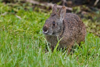 Marsh rabbit