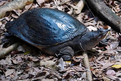Florida softshell turtle getting ready to lay eggs