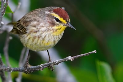 Palm warbler closeup