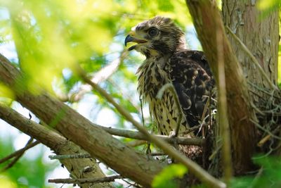 Growing red-shouldered hawk chick