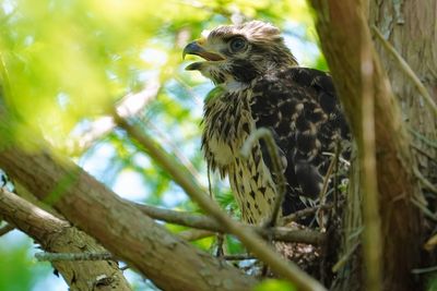 Growing red-shouldered hawk chick