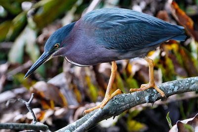 Green heron