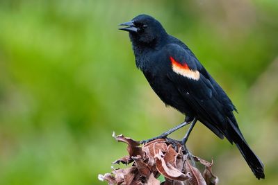 Male red-winged blackbird